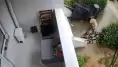  Kocaeli'nde Dehşet! Sokak Köpekleri Yavru Köpeği ve Kediyi Parçaladı, Mahalleli Korku İçinde!