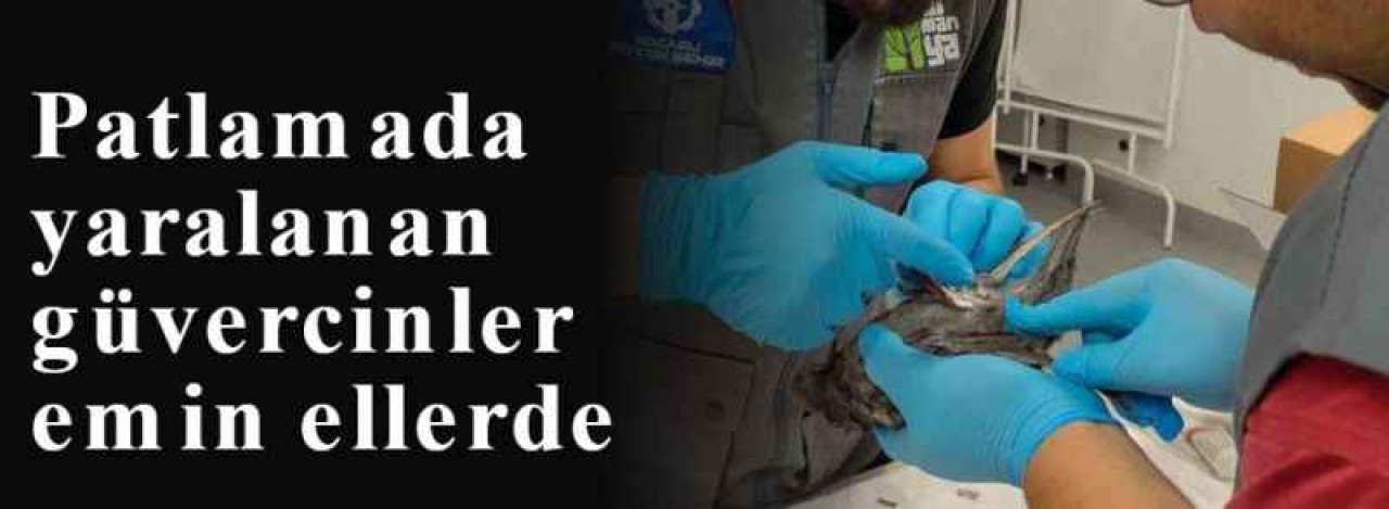 Patlamada yaralanan güvercinler emin ellerde 5