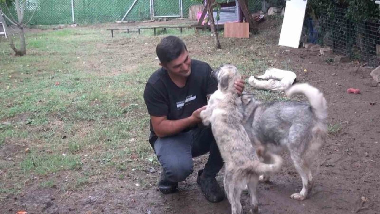Sokak hayvanlarının kahramanı 6