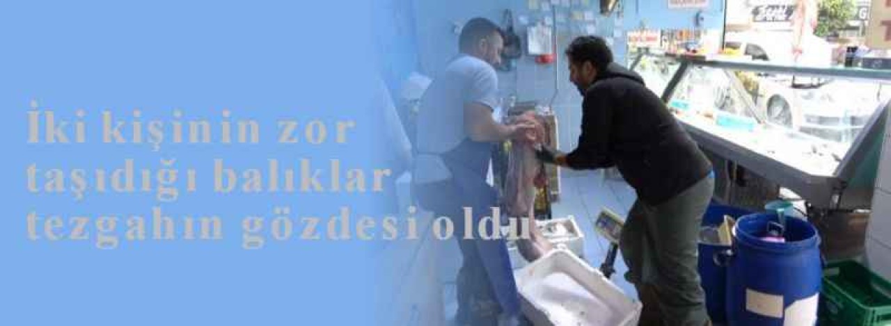 Düzce Haberi: Yayın Balıkları Tezgahın Gözdesi Oldu 7