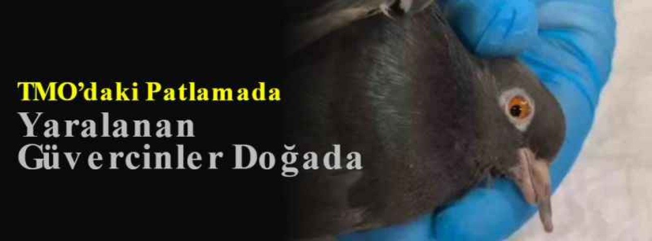 TMO’daki Patlamada Yaralanan Güvercinler Doğada 6