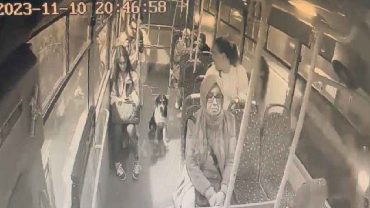 Şehir Otobüsüne Binen Beklenmedik Yolcu 4