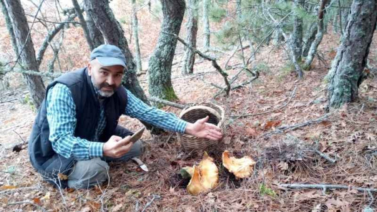 Mantar Toplamaya Giden Vatandaş 17 Cm Dev Kalınca Mantarı Görünce Şaşkına Döndü 4