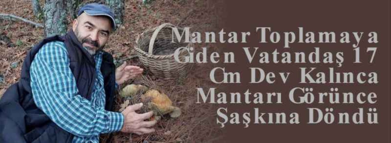 Mantar Toplamaya Giden Vatandaş 17 Cm Dev Kalınca Mantarı Görünce Şaşkına Döndü 7