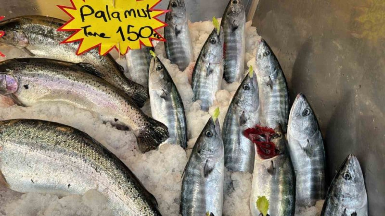 Bu Sene Balıkta Bereket Var Palamut Tezgahlara İndi 5