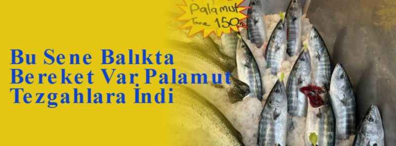 Bu Sene Balıkta Bereket Var Palamut Tezgahlara İndi 6