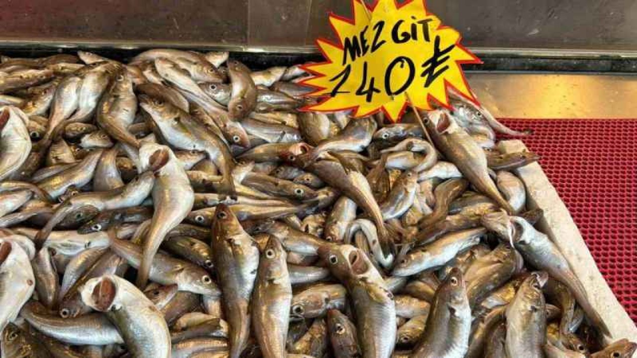 Deniz Suyu Sıcaklığı Düşmedi, Hamsi Kaçtı 7