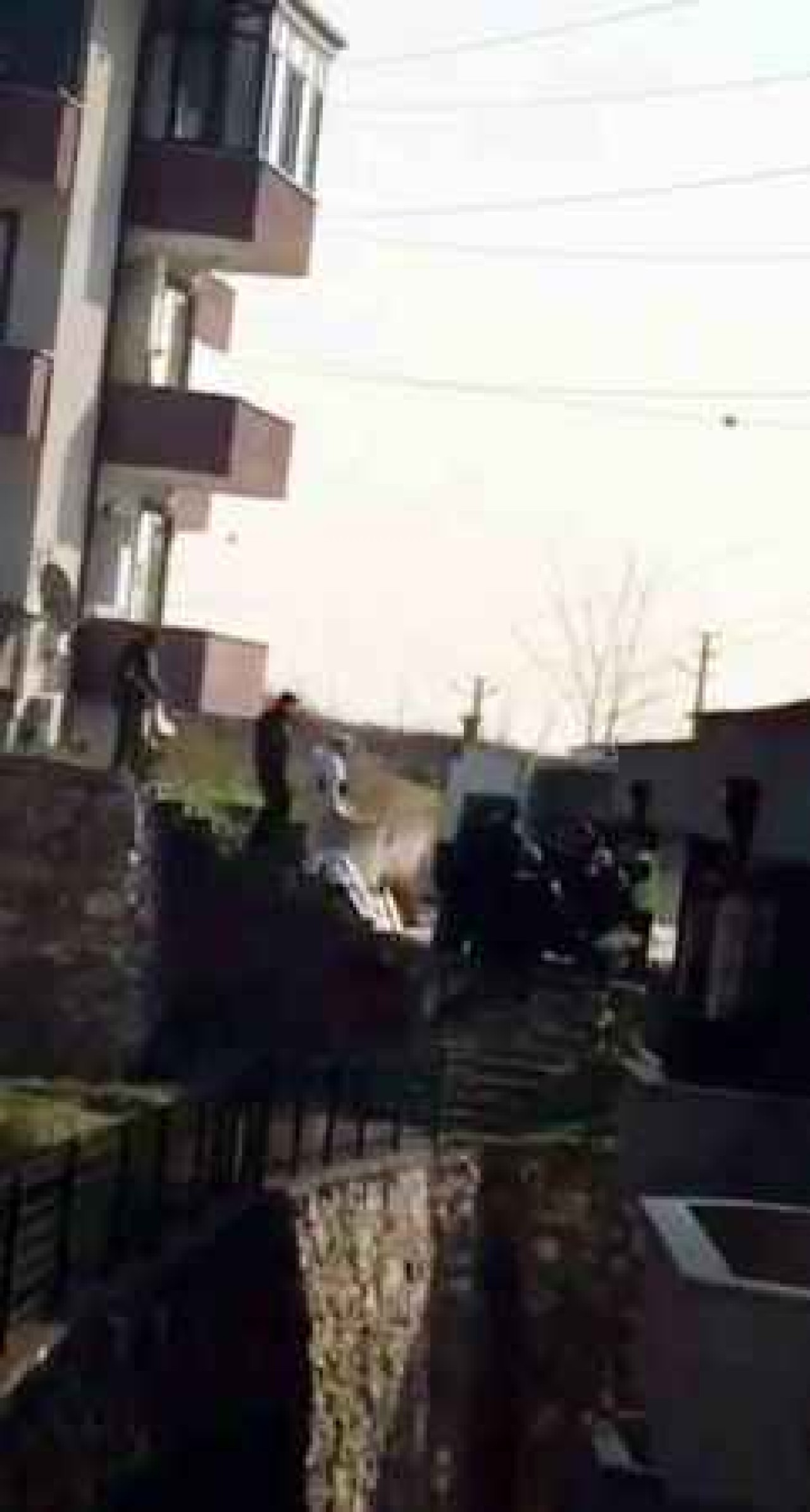 Sakarya'da Kadın Cinayeti 3