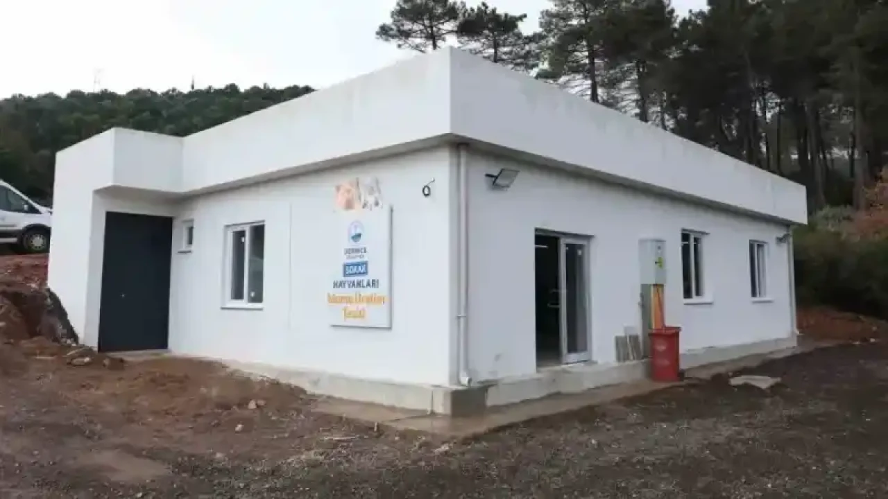 Derince'de Kedi ve Köpek Mamalarını Artık Orası Yönetecek 2