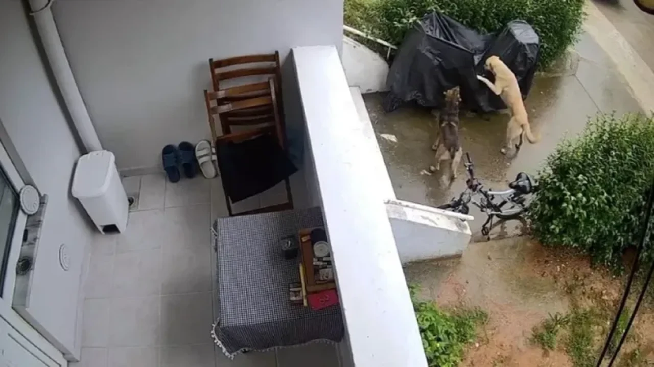  Kocaeli'nde Dehşet! Sokak Köpekleri Yavru Köpeği ve Kediyi Parçaladı, Mahalleli Korku İçinde! 7