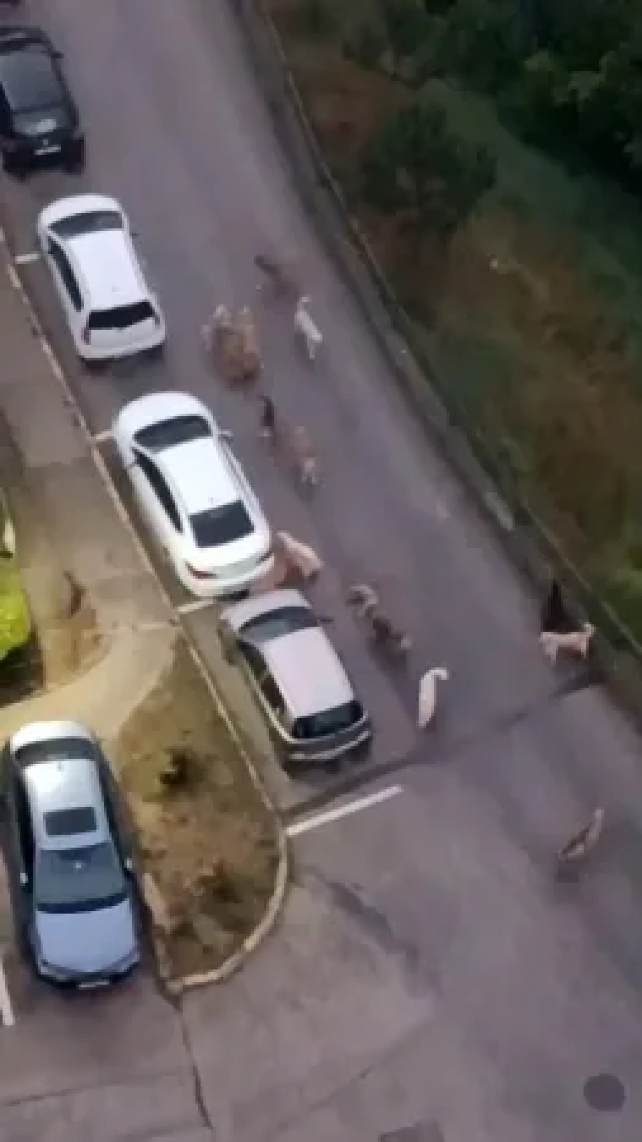  Kocaeli'nde Dehşet! Sokak Köpekleri Yavru Köpeği ve Kediyi Parçaladı, Mahalleli Korku İçinde! 4