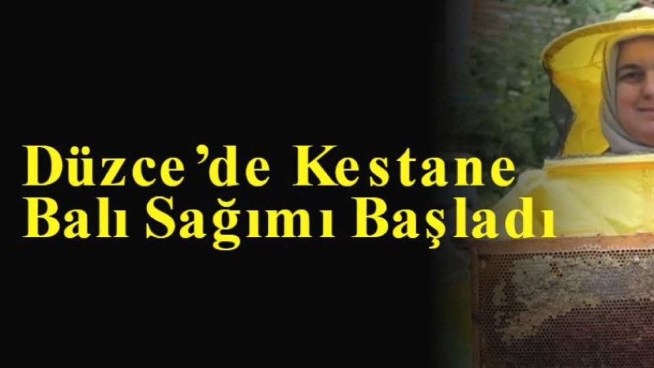 Düzce’de Kestane Balı Sağımı Başladı 6