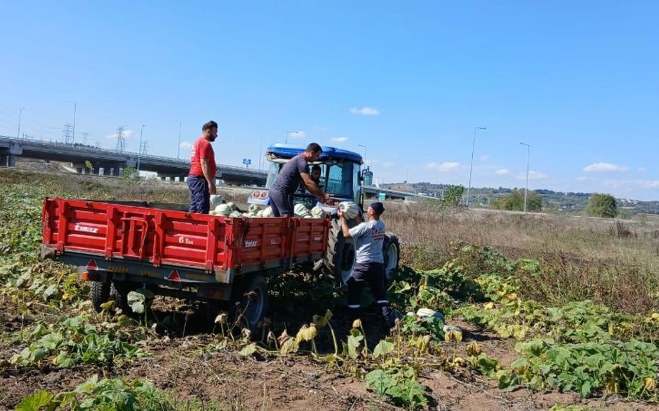 İzmit Belediyesi 8 ton bal kabağı hasat etti