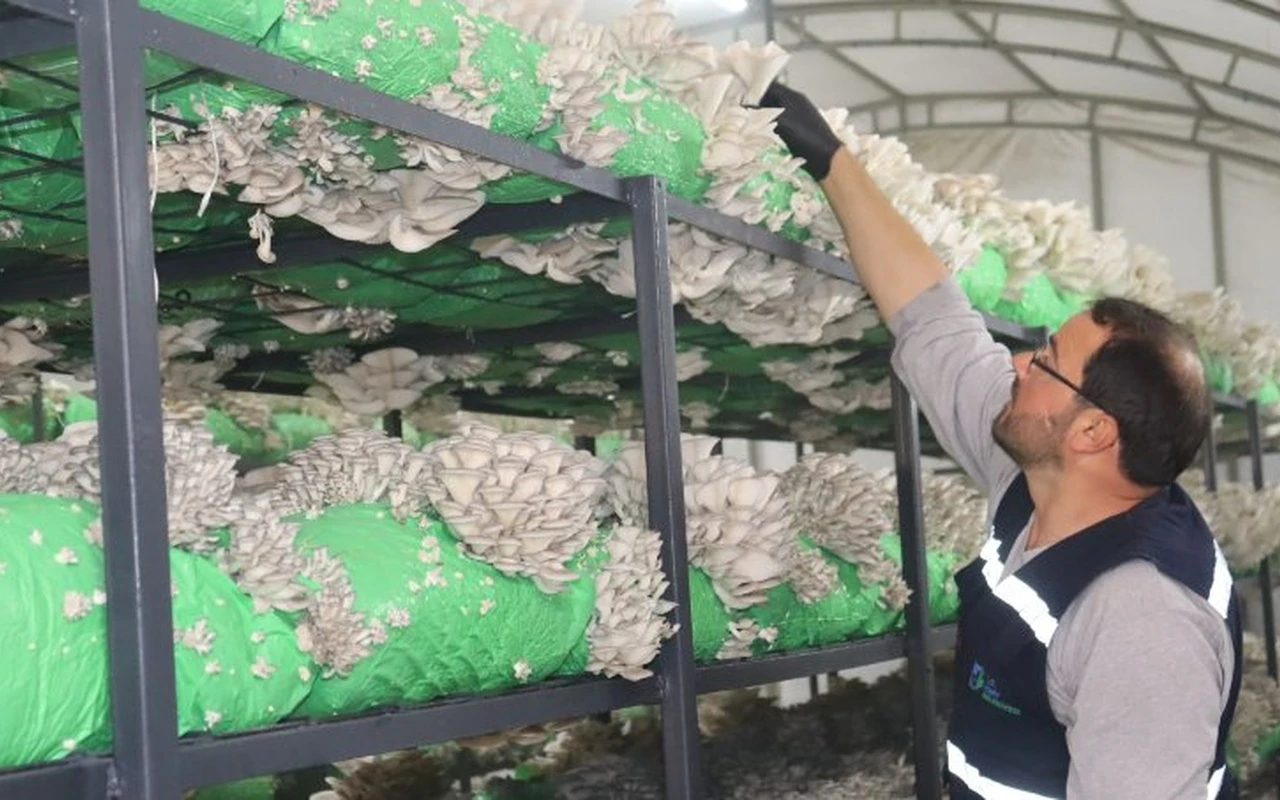 İzmit belediyesi istiridye mantarı hasadı yaptı