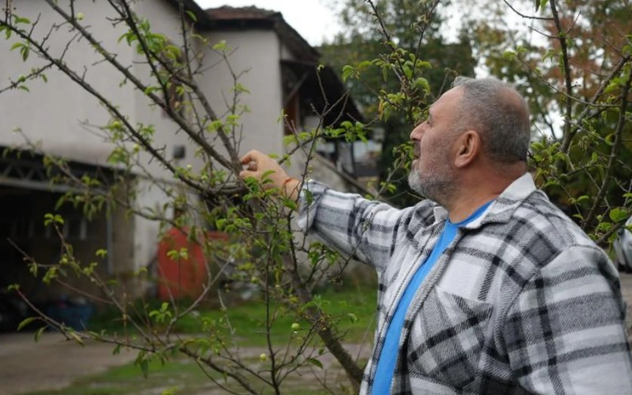 Kocaeli’de erik ağaçları meyve verdi