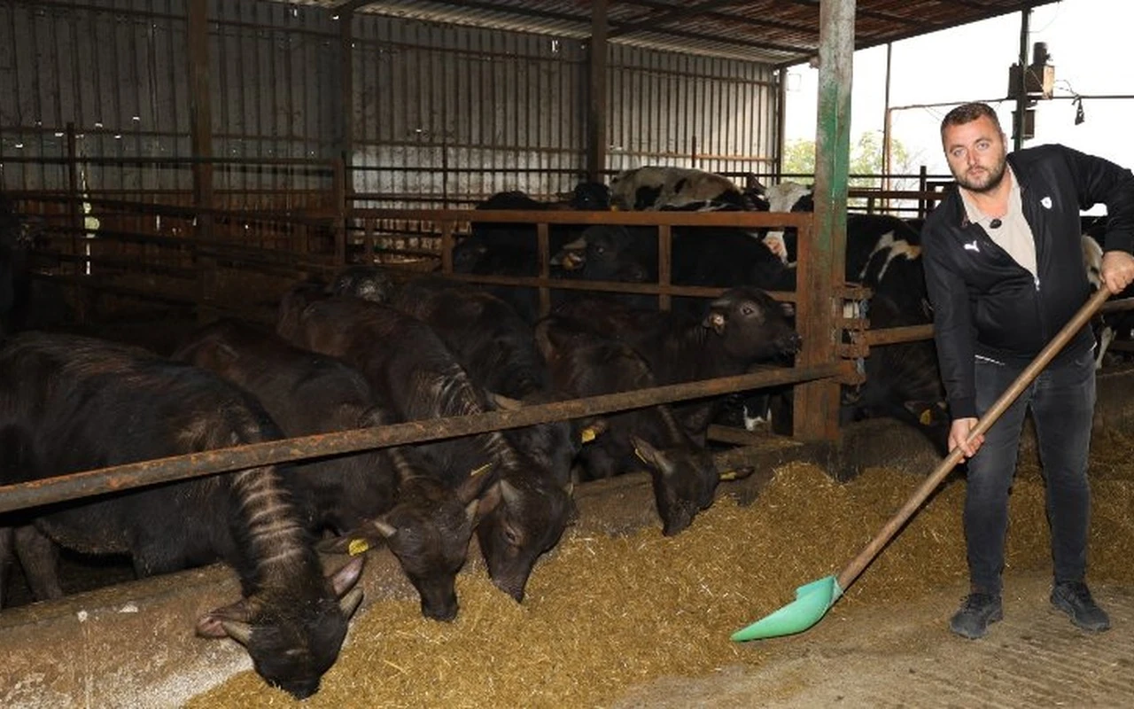 Kocaeli’de manda sayısı büyükşehirle arttı