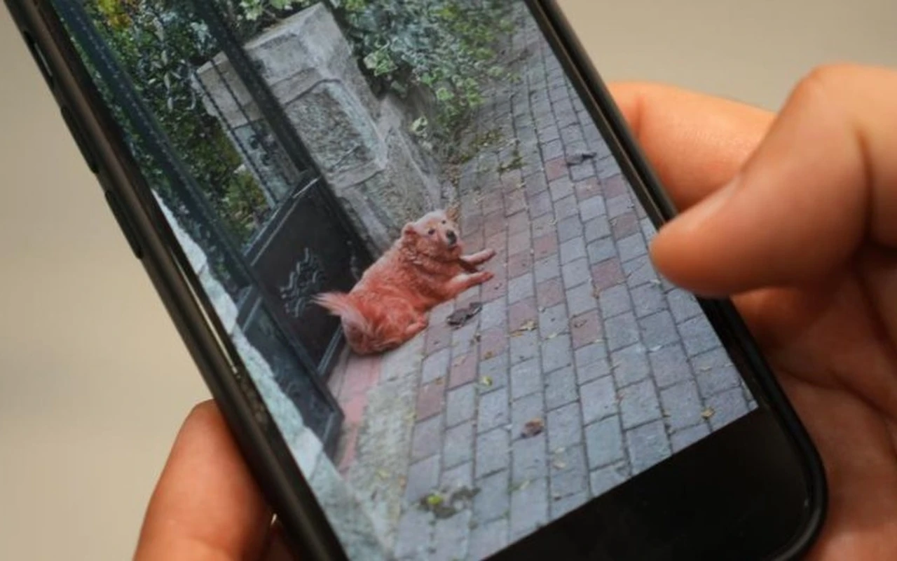 Kocaeli'de boyalı sokak köpekleri şaşırttı