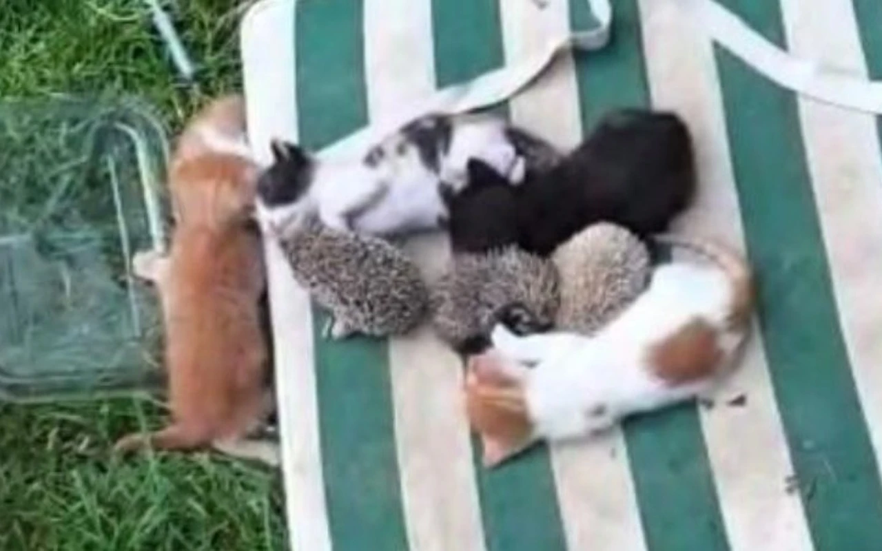 Anne kedi kirpi yavrularını emzirdi