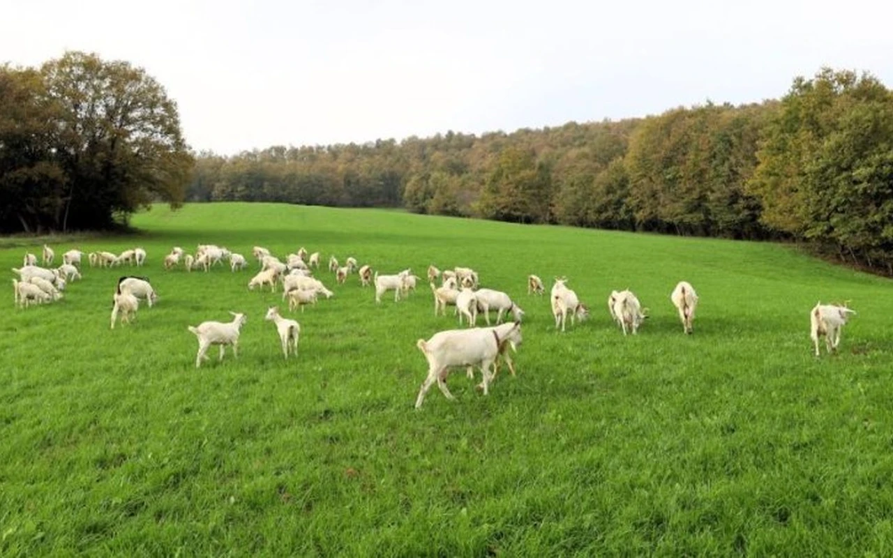 Kocaeli süt otu ekimi maliyetleri düşürdü