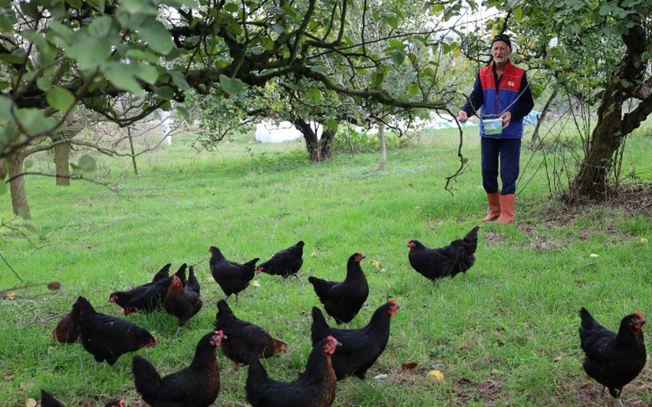 Kocaeli üreticiye yüzde 50 hibe desteği verdi