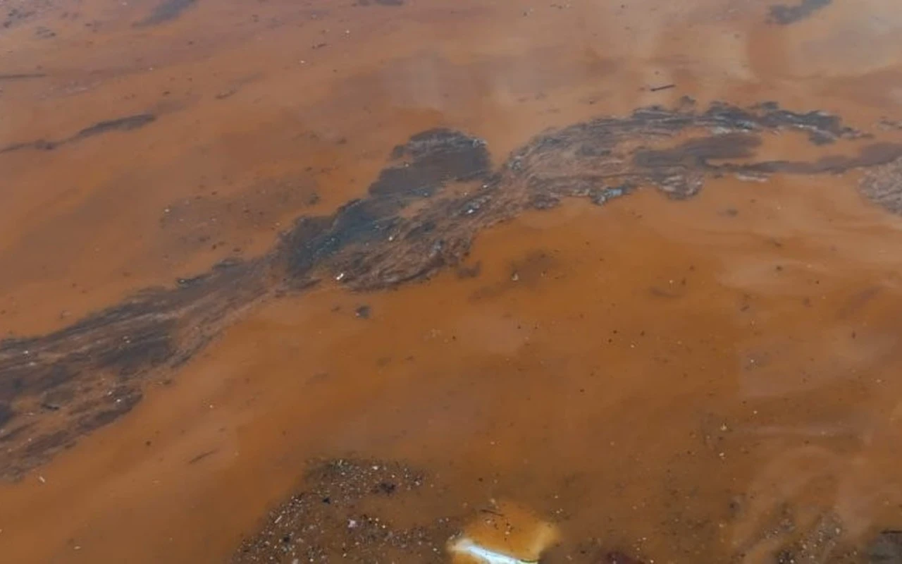 Körfez sahili alg patlaması yaşıyor