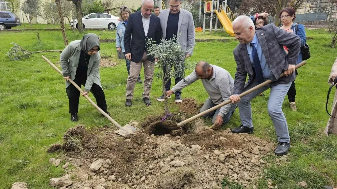Gölcük'te zeytin ağaçları toprakla buluştu