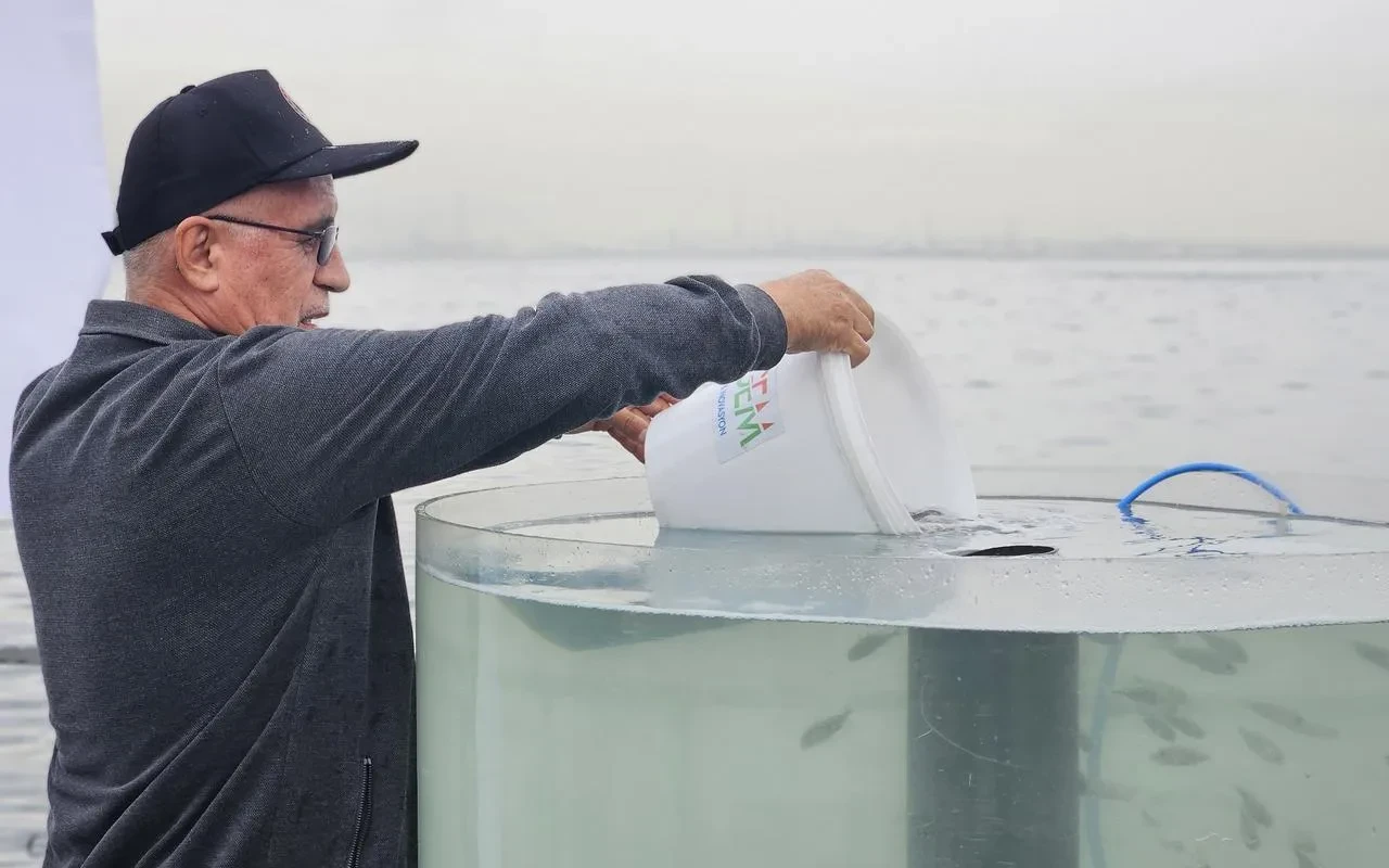 Kocaeli Körfezi'ne 6 bin çipli balık bırakıldı