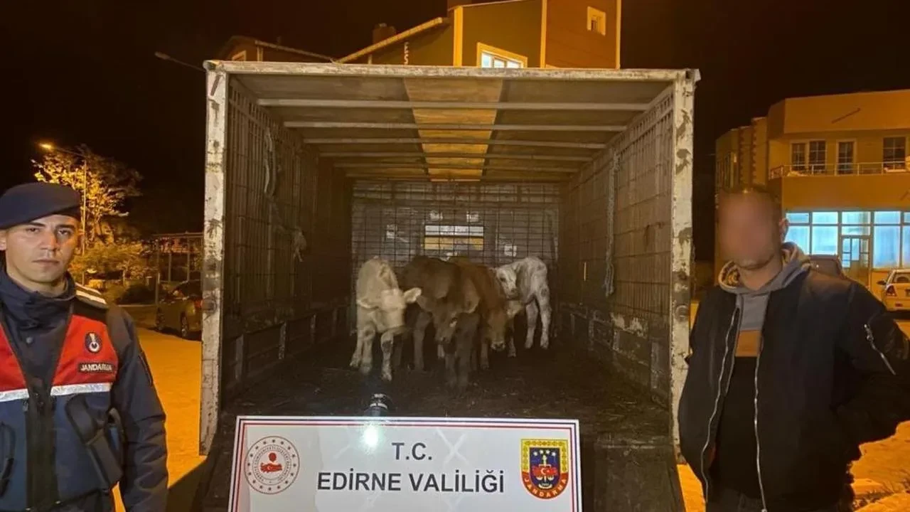 Enez'de drone ile yakalanan hırsızlar: Ahırdan 6 hayvan çaldılar