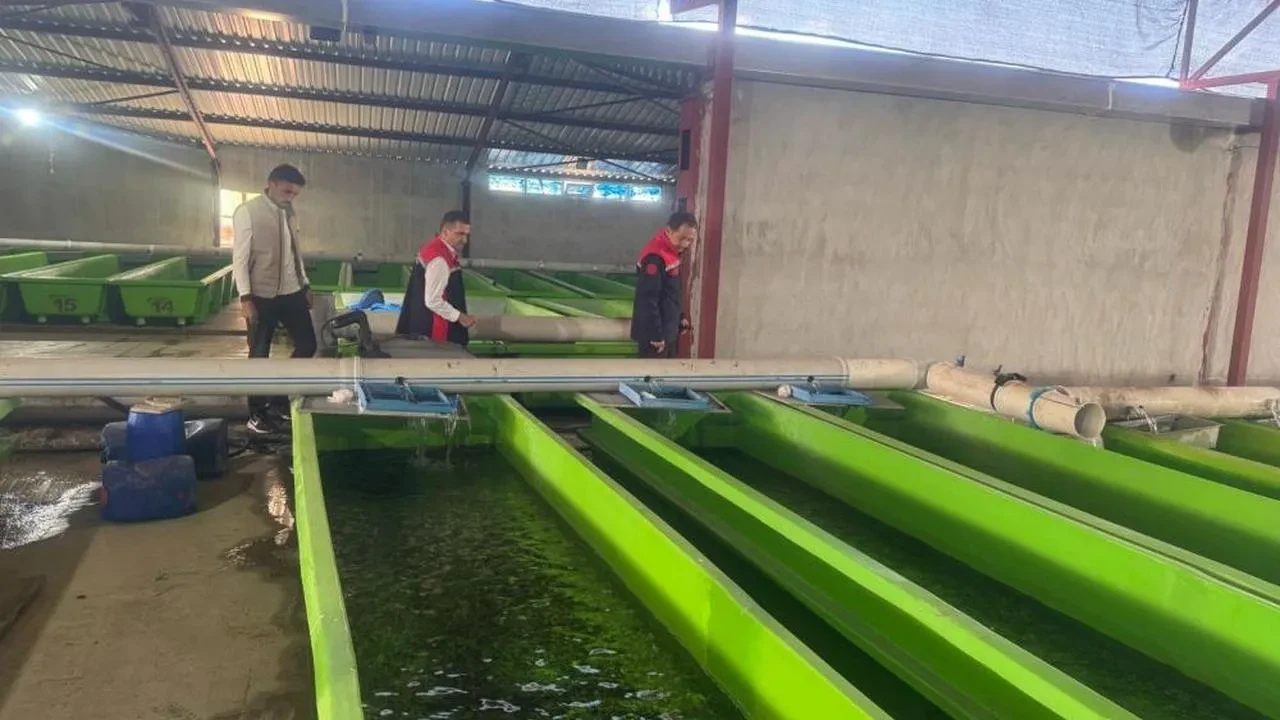 Erzincan'daki su ürünleri tesisinde önemli üretim: Yılda 15 milyon yavru alabalık üreterek bölge ekonomisine katkı sağlıyor