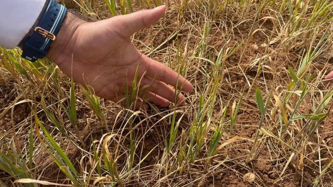 Şırnak'ta kuraklık alarmı: Tarım ürünleri susuzluktan erken kuruyor