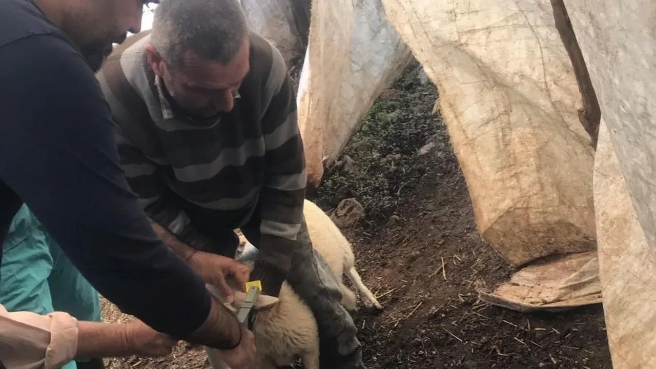 Küçükbaş hayvanlara aşı ve kimliklendirme çalışmaları Muğla'da hız kazandı