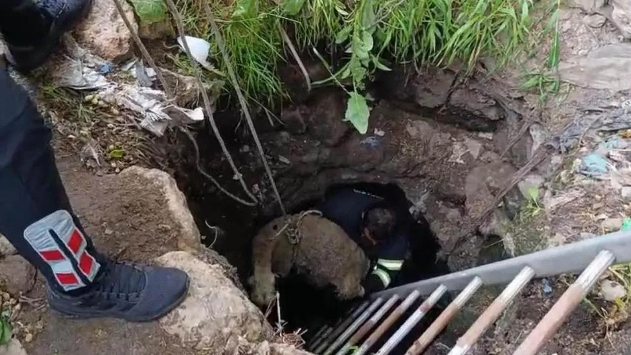 Diyarbakır'da kuyuya düşen koyun itfaiye ekipleri tarafından kurtarıldı