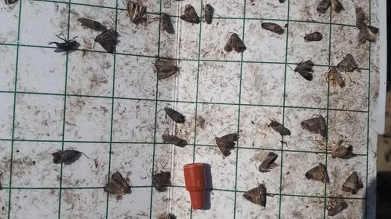 Manisa’da meyve üreticilerine ‘iç kurdu’ uyarısı: Tarım ve orman müdürlüğü'nden uyarı