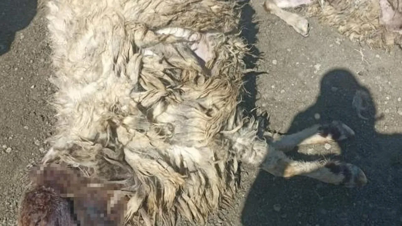 Kurtlar ağıla girdi: 12 koyun telef oldu, 20'si yaralandı