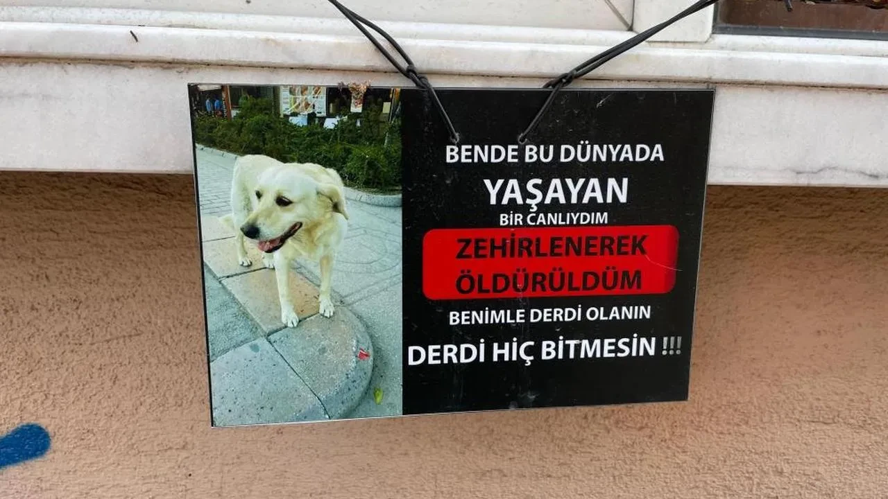 Eskişehir'de köpek protestosu: 'Zehirlenerek öldürüldüm' notuyla dikkat çekti