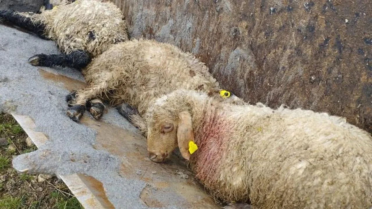 Erzincan'da korkunç olay! Kurtlar bir ağıla saldırdı, 30 kuzu kayboldu