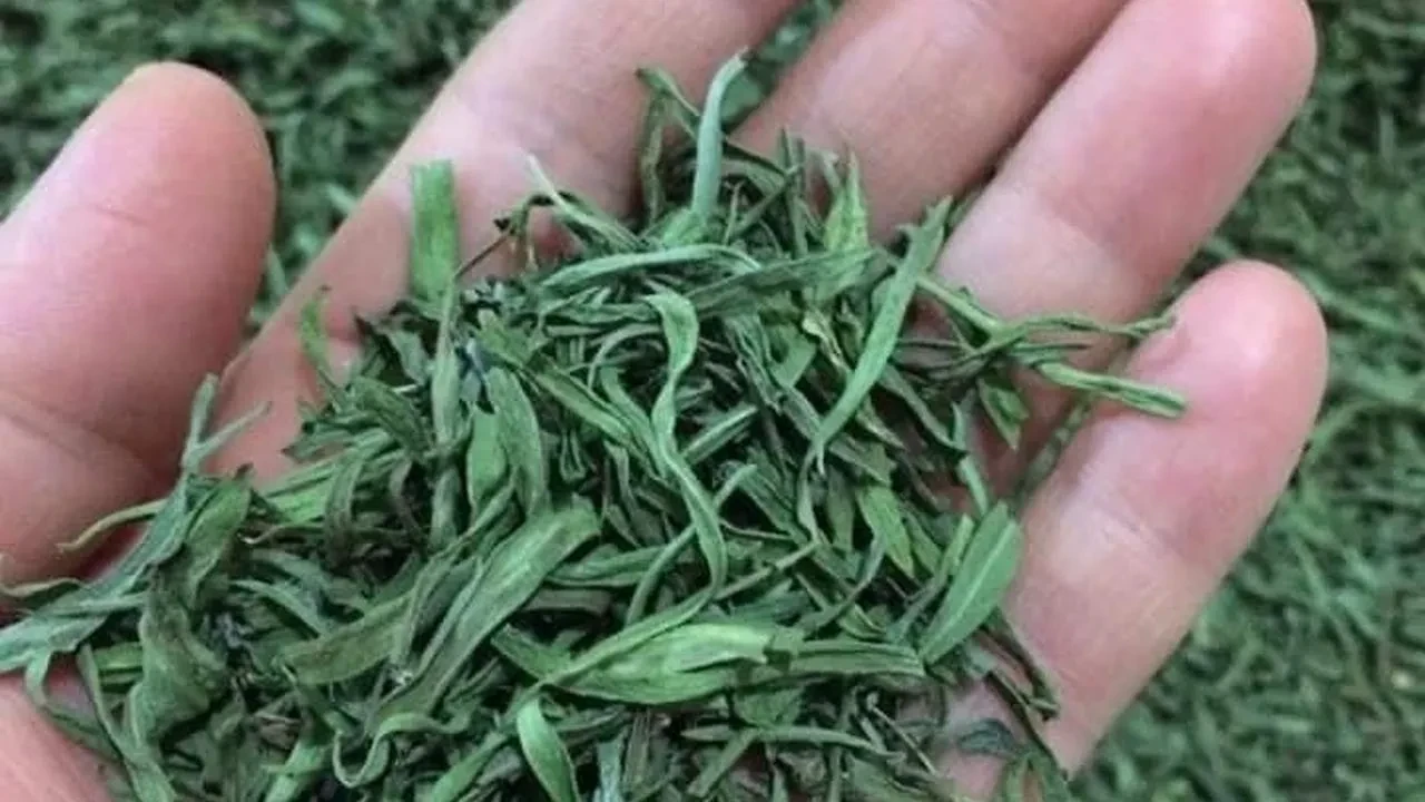 Bayburt tarhunu artık tescilli! Yöresel lezzete coğrafi işaret geldi
