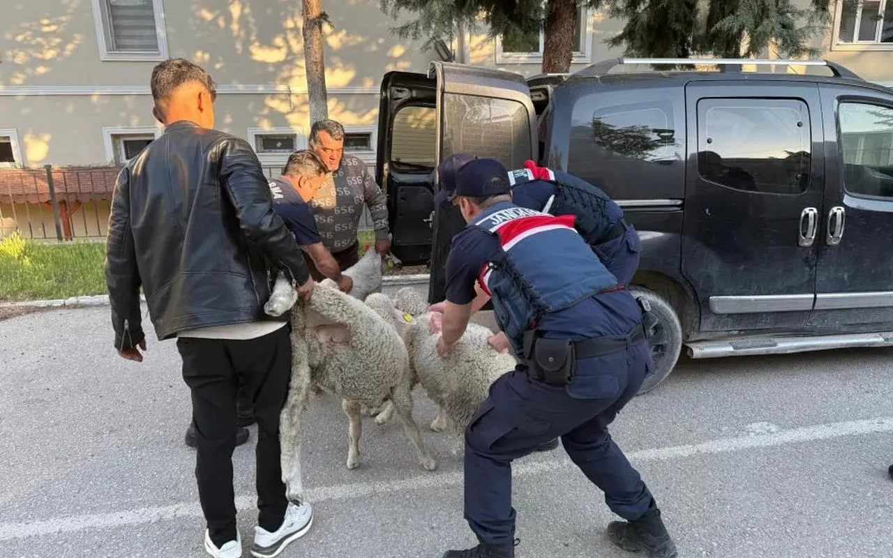 Polatlı'da çalınan koyunlar jandarma operasyonuyla bulundu