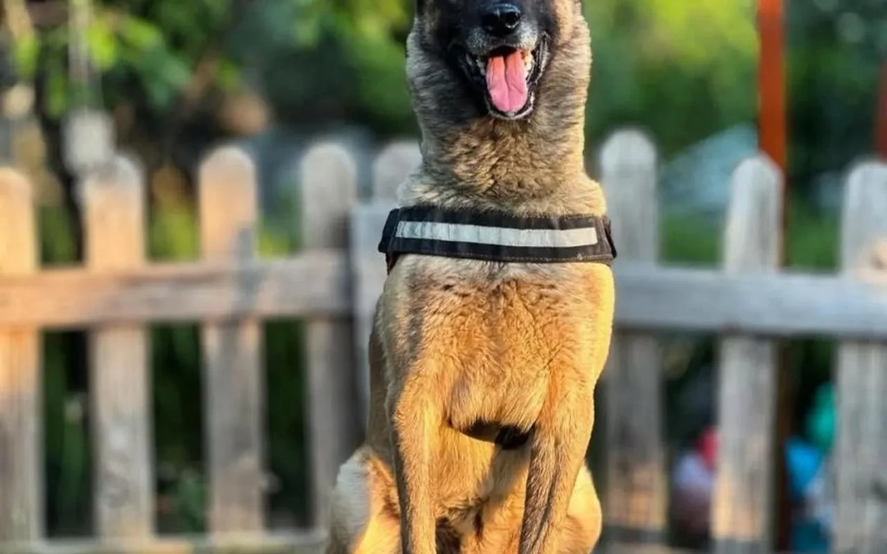 AKUT'un kahraman köpeği Bob Kuşadası'nda hayatını kaybetti