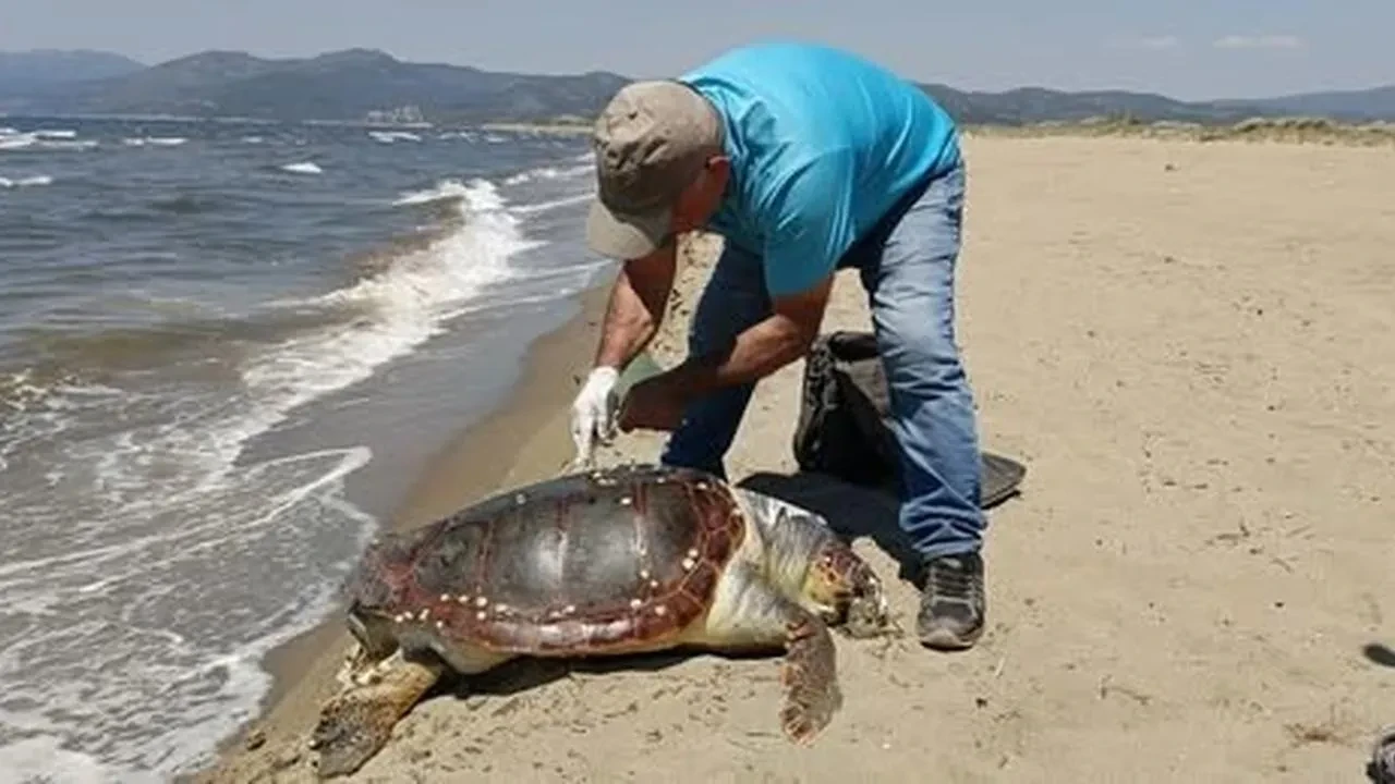 Kuşadası’nda deniz kaplumbağası kıyıya vurdu: Caretta caretta cinsi bulundu