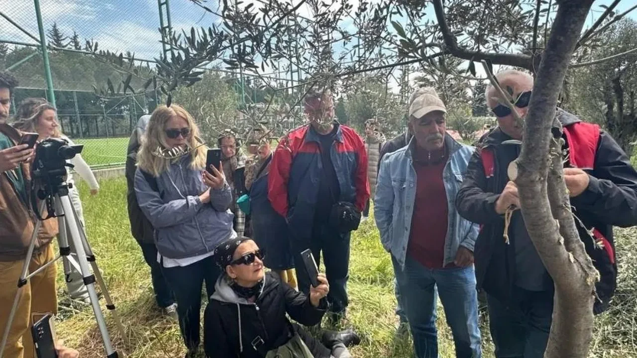 Edremit MYO'da zeytin aşılama eğitimi: Çiftçiler ve öğrenciler yoğun ilgi gösterdi