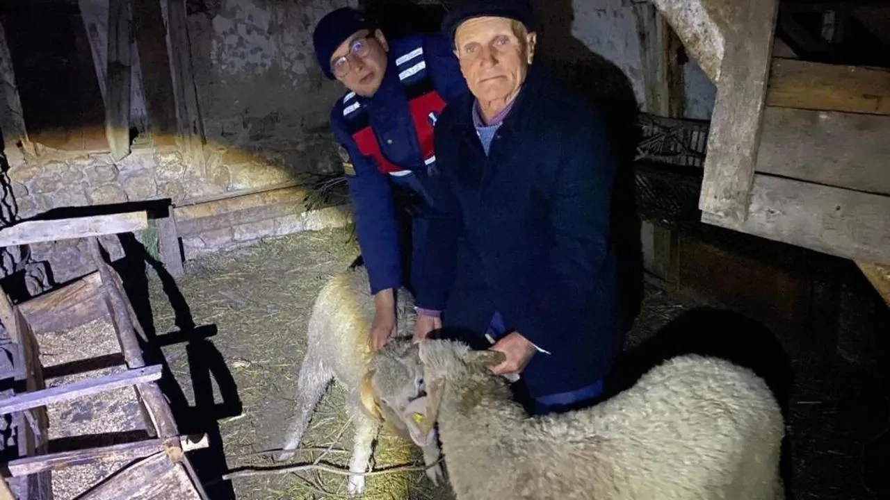 Bilecik'te kaybolan küçükbaş hayvanlar bulundu! Jandarmanın özverisiyle sahibine kavuştu