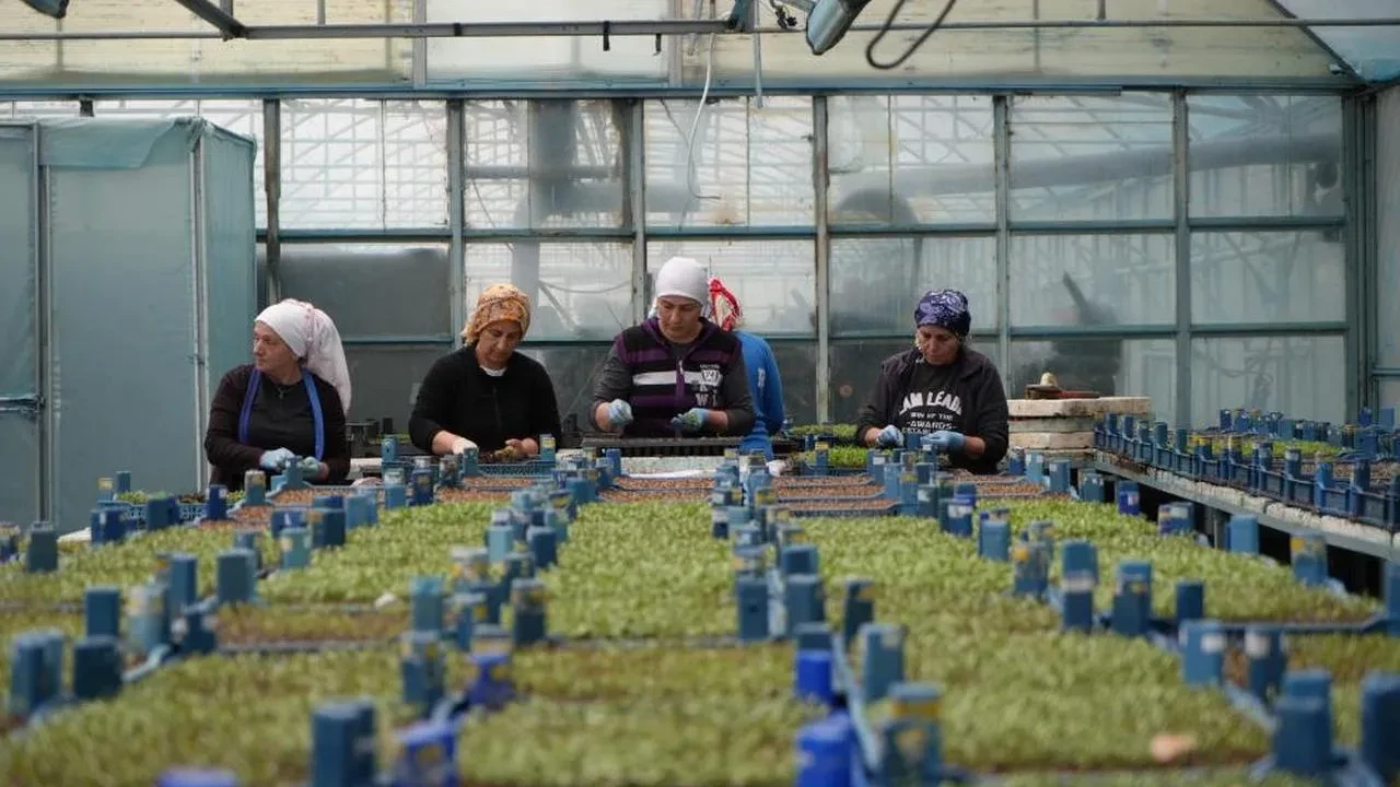 Erzincan, seracılıkta hedeflerini büyüterek 1300 dekara ulaşmayı planlıyor