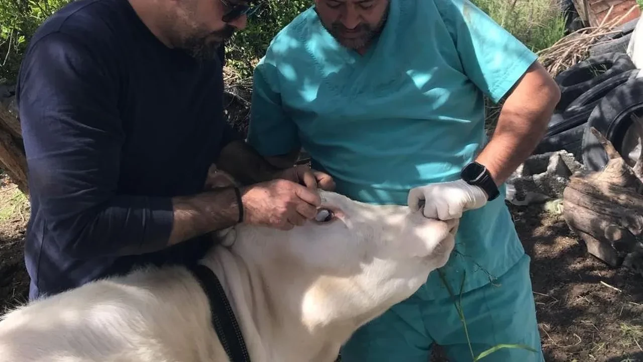 Ortaca Okçular Mahallesi’nde Brucella aşılaması gerçekleştirildi