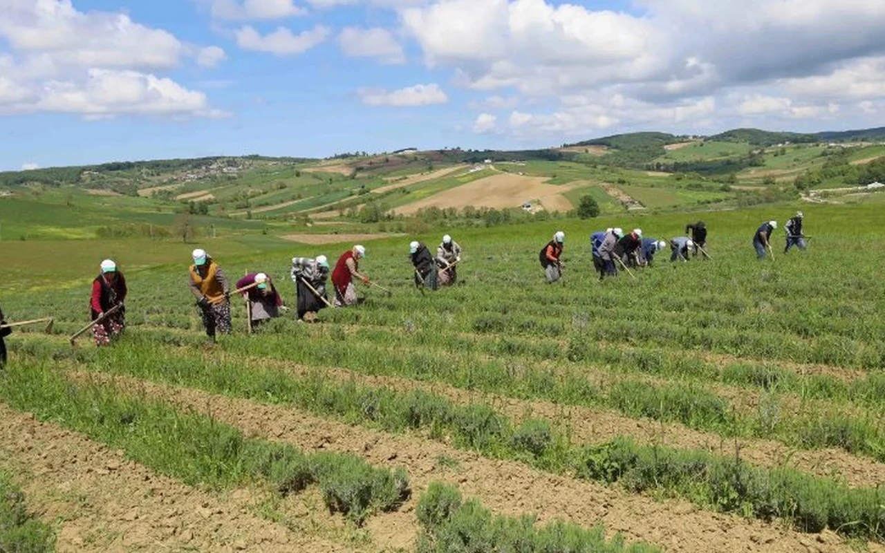 Kocaeli tıbbi bitki üretimi hasat başlıyor