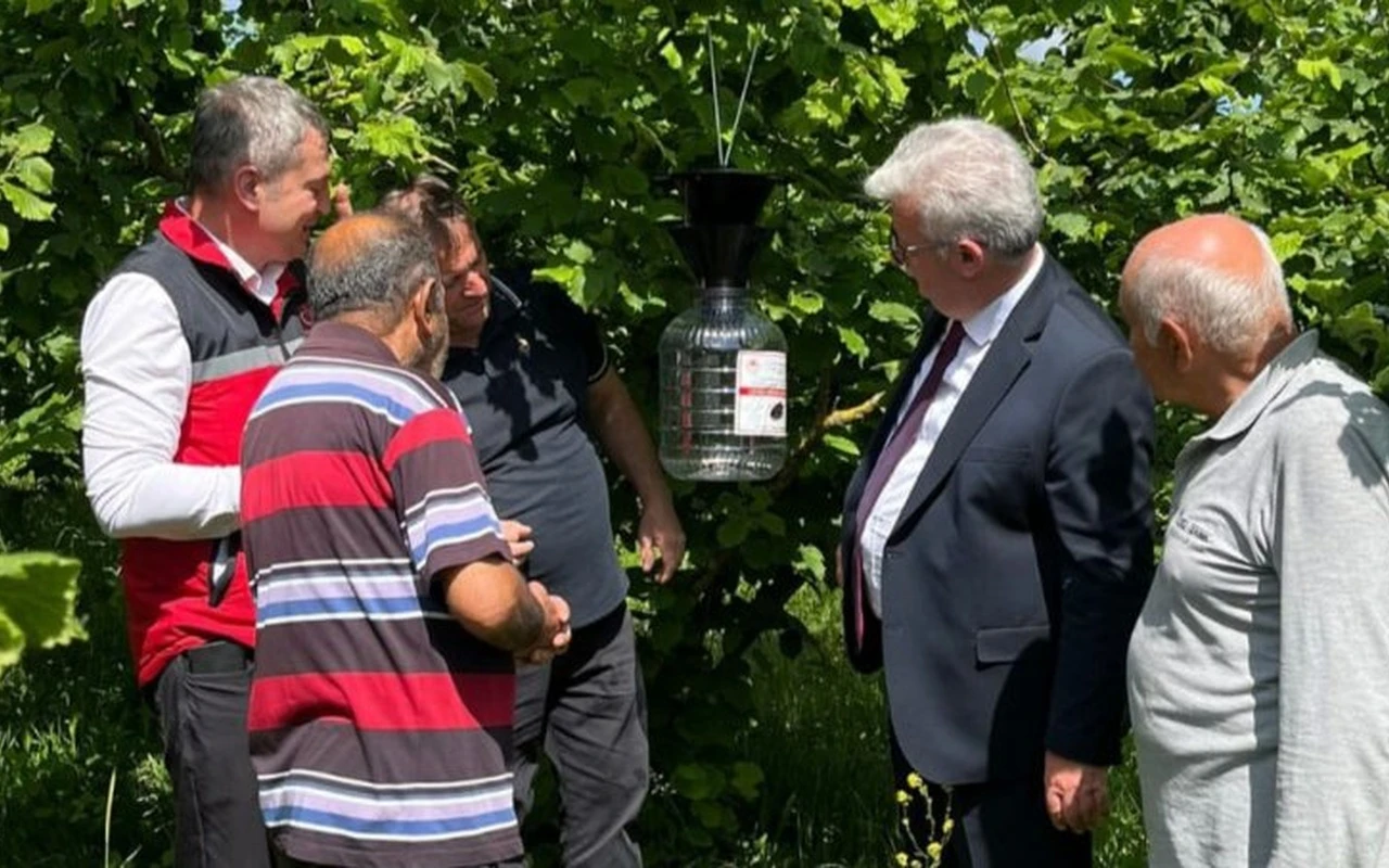 Kandıra fındık üreticileri kahverengi kokarcayla mücadele ediyor