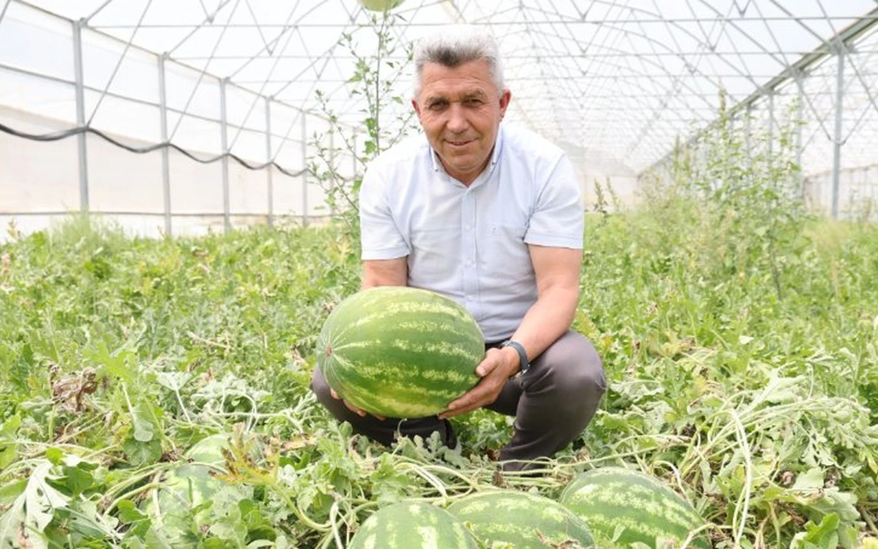 Kandıra karpuzu hasadı serada başladı
