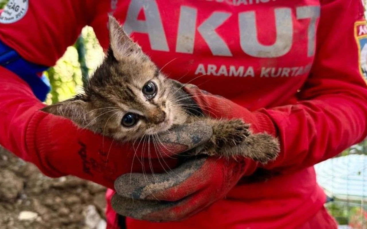 Yavru kedi 7 günlük esaretten kurtarıldı