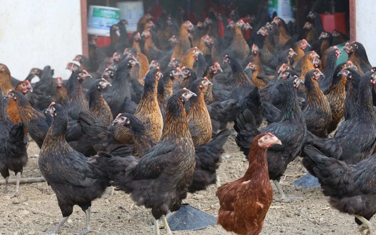 Kocaeli belediyesi 16 bin tavuk dağıttı