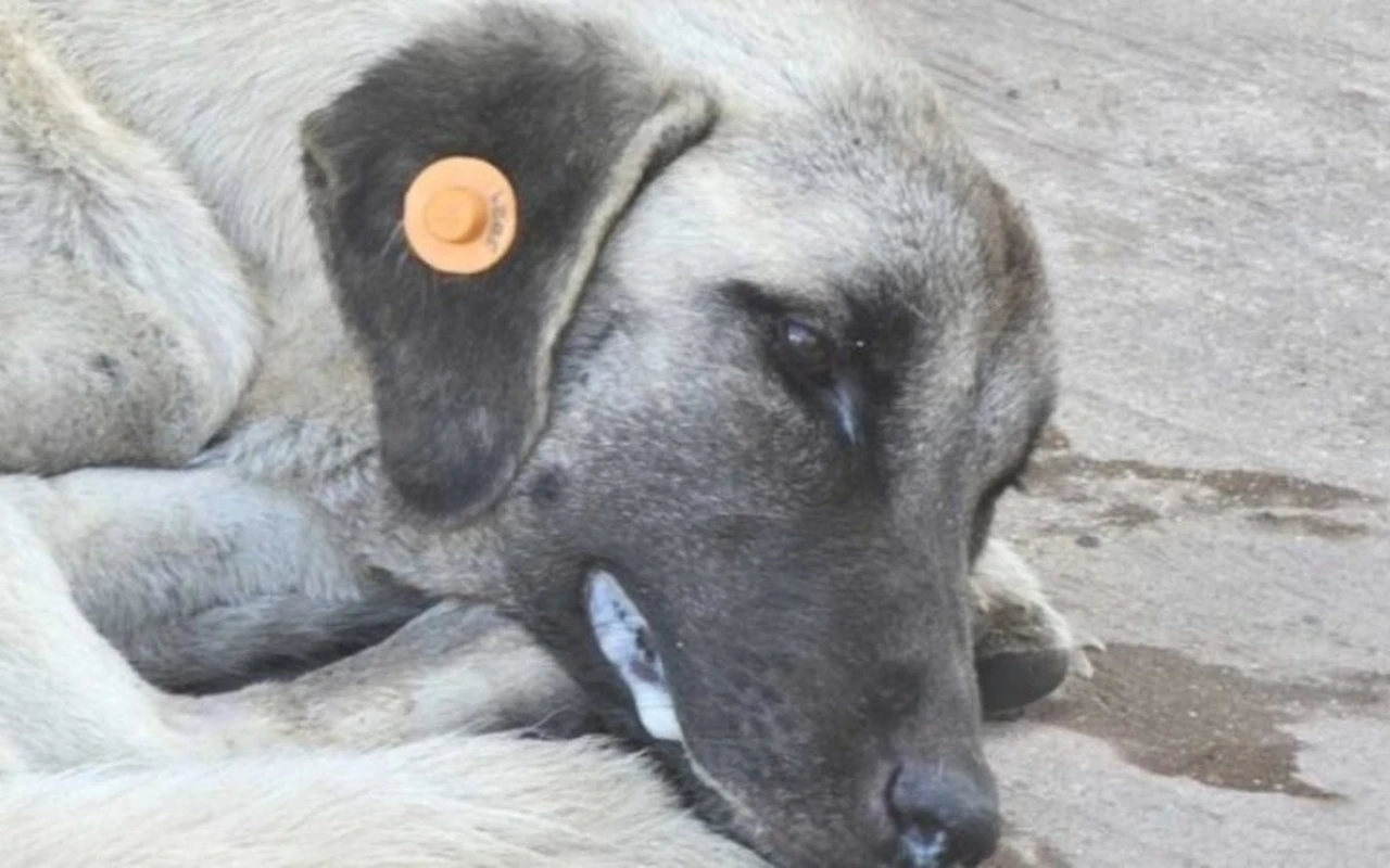 Kocaeli’de köpek kuduz şüphesi panik yarattı